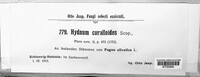 Hericium coralloides image